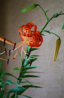 夏季休業のお知らせ